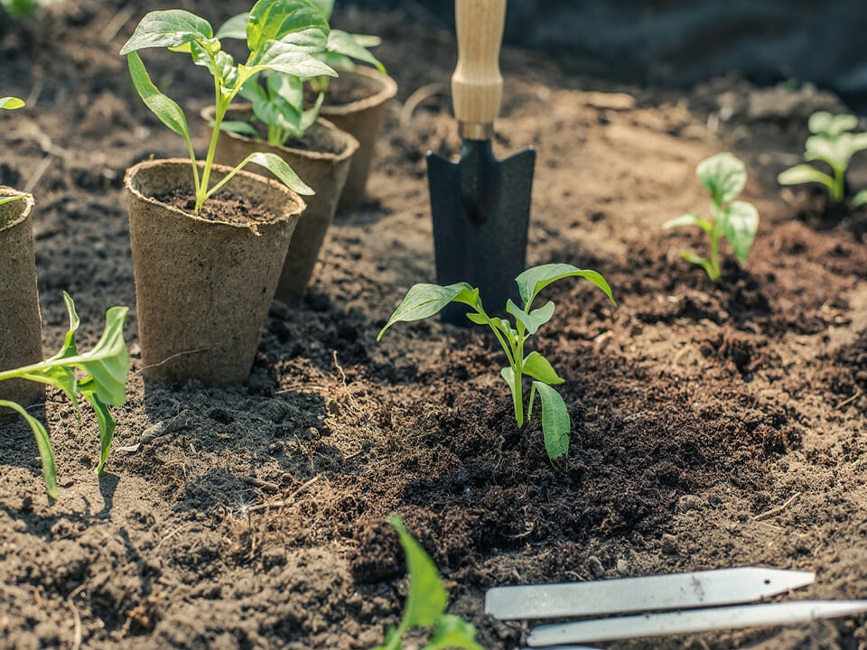 Pepper plant growing in soil and pepper seedlings in pots on top of soil