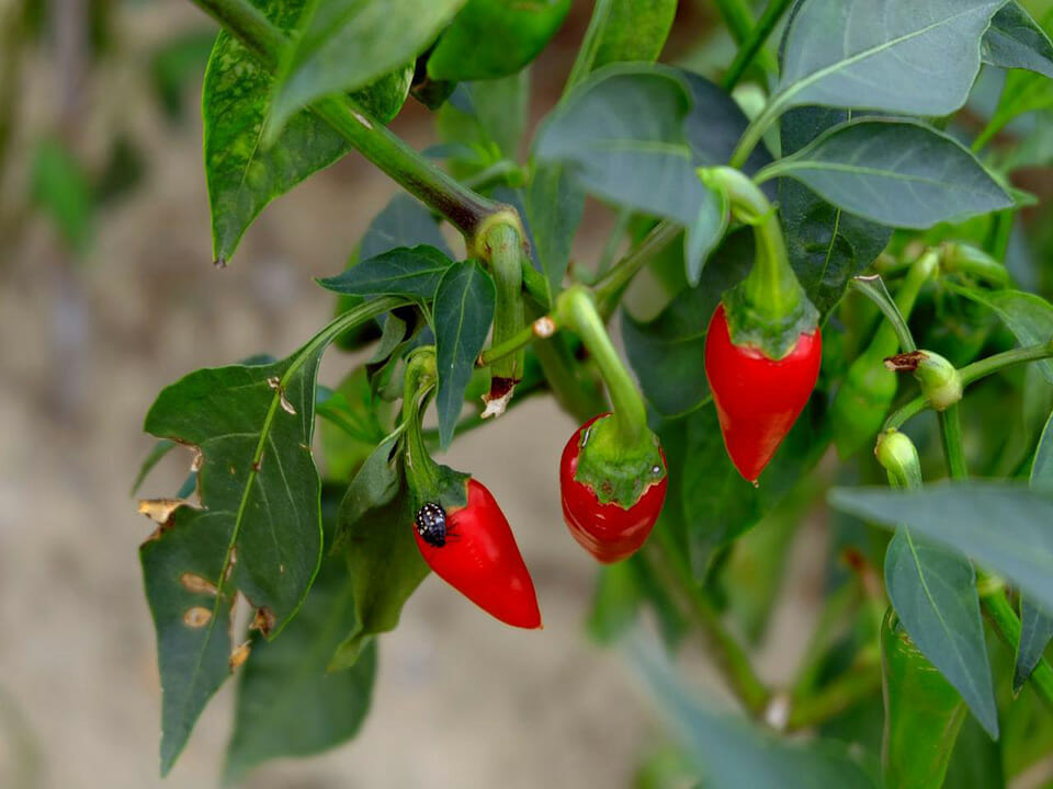 Insect on a pepper, leaving damaged leaves