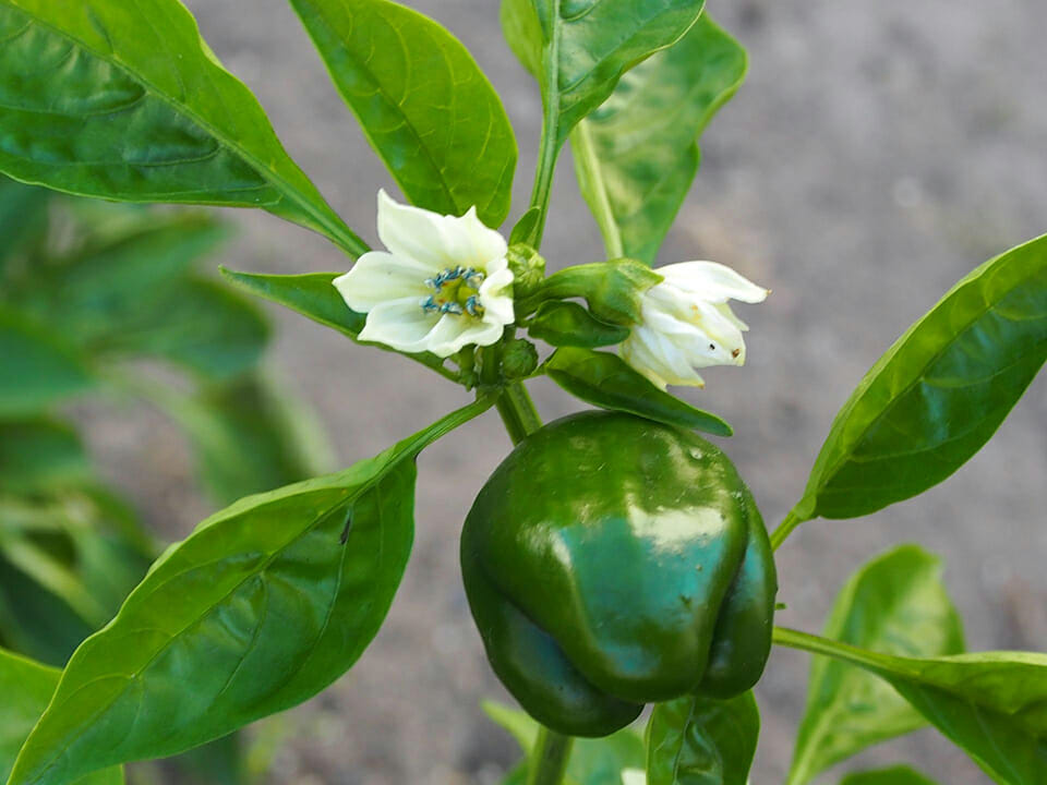 Green pepper, growing next to a white flower
