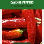 Cayenne peppers with the text: how to grow cayenne peppers in a greenhouse
