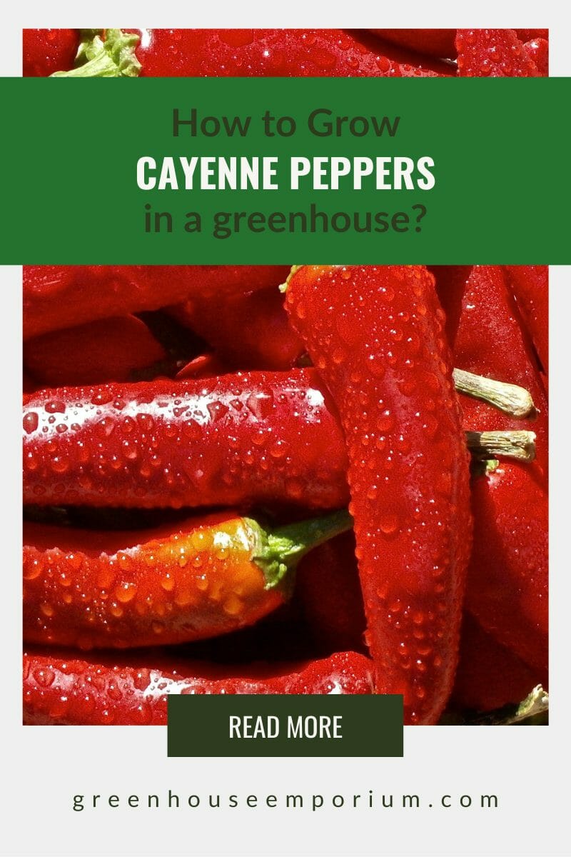 Cayenne peppers with the text: how to grow cayenne peppers in a greenhouse