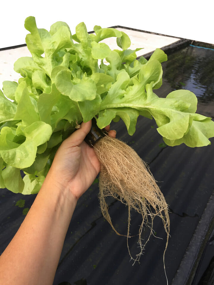 Aeroponics setup showing lettuce with healthy root system