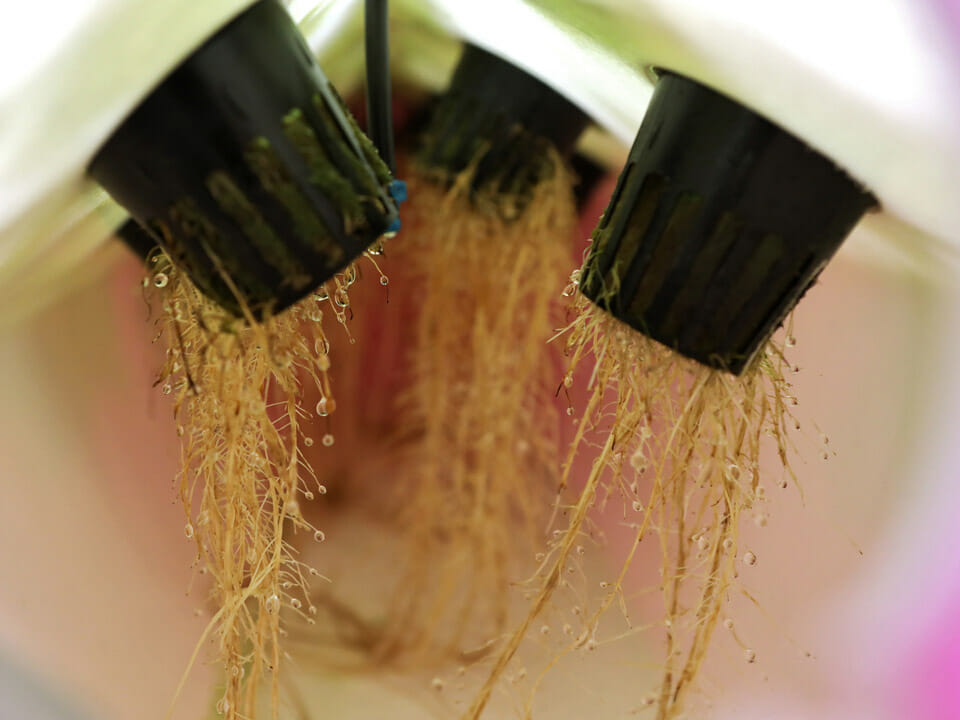 Aeroponic system showing plant roots