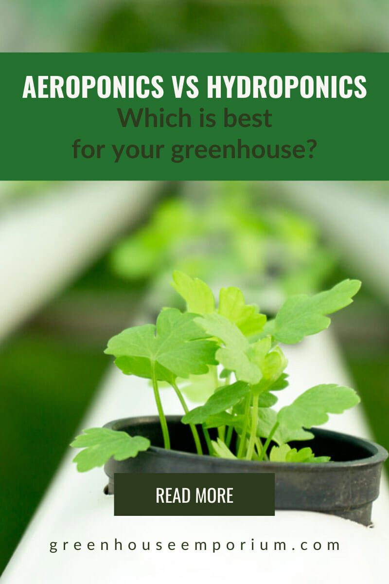 Plant in pot in hydroponic setup with text: Aeroponics vs Hydroponics Which is Best for your Greenhouse?