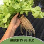 Plant from hydroponic methods in greenhouse shown with text: Which is Better Aeroponics or Hydroponics for your needs
