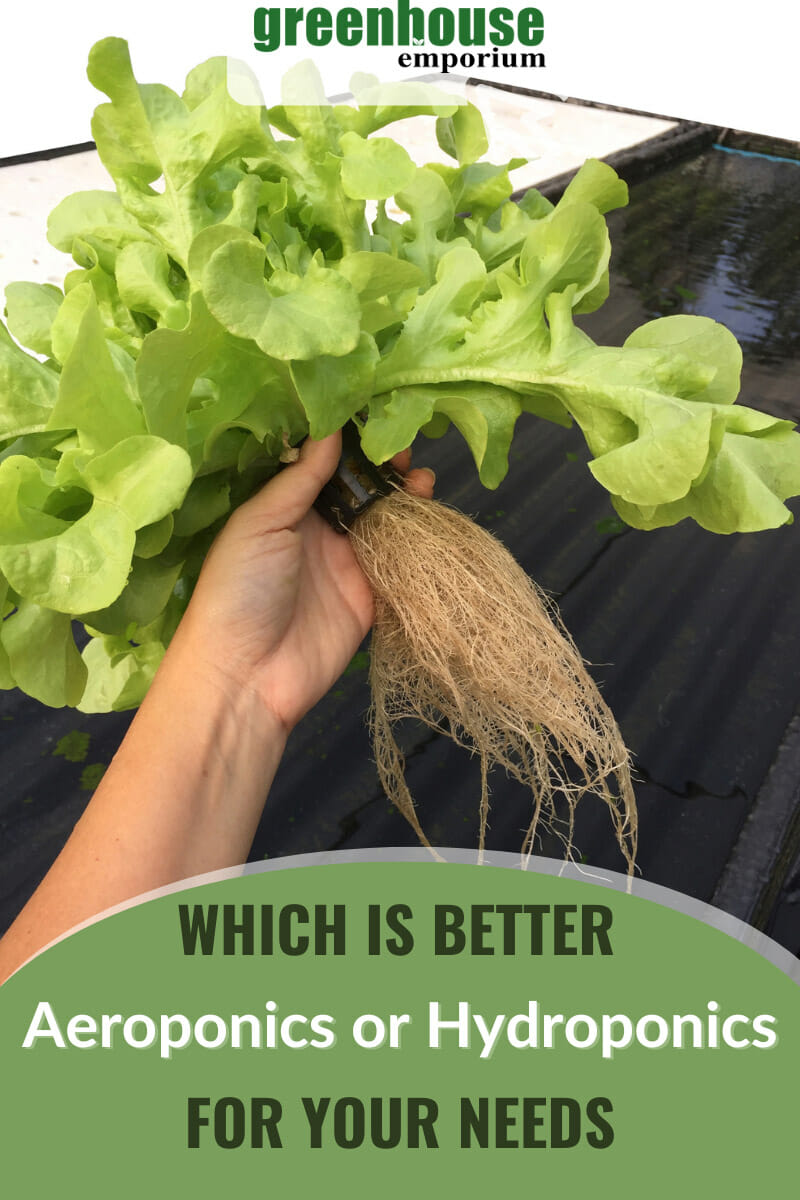 Plant from hydroponic methods in greenhouse shown with text: Which is Better Aeroponics or Hydroponics for your needs