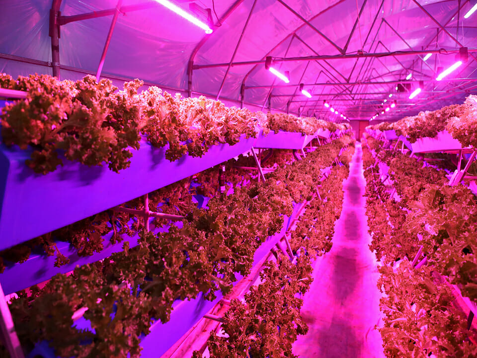 Aeroponic greenhouse: large of aeroponic system growing plants under grow lights in a greenhouse