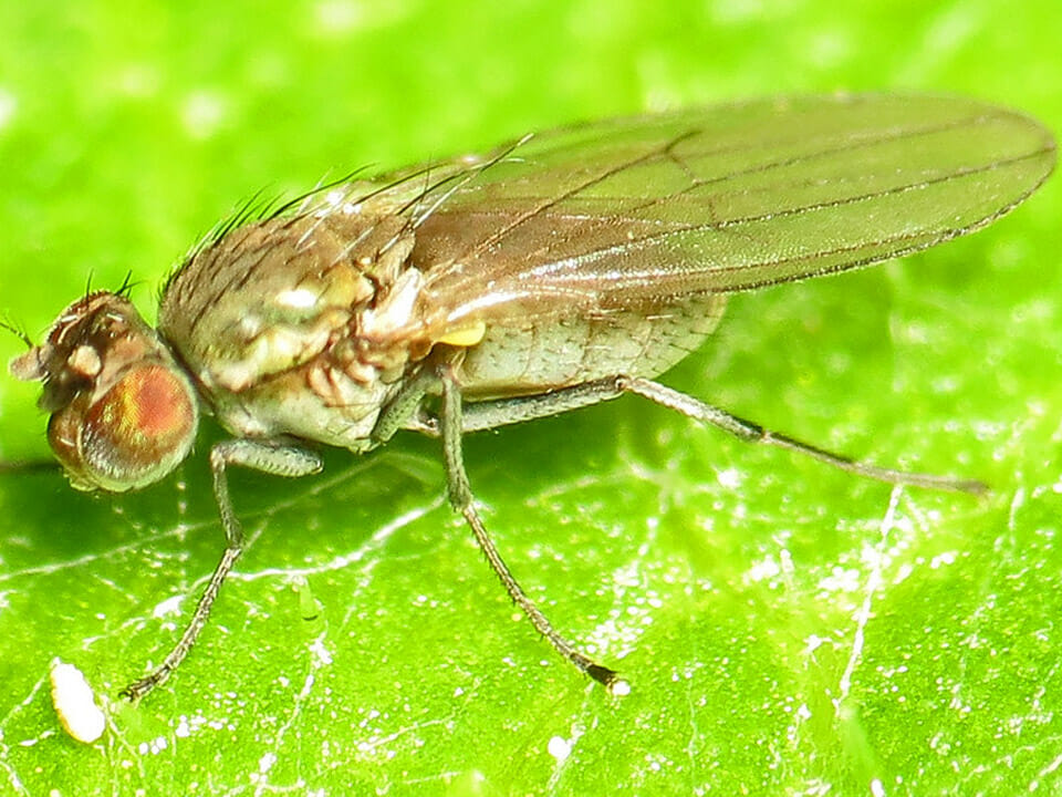 Common greenhouse pest shore fly shown on leaf