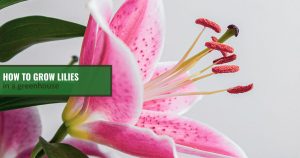 Pink lily partially open with speckled petals and visible stamens