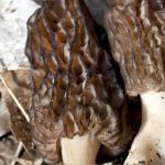 Closeup image of two morel mushrooms with text: How to grow morel mushroooms in your greenhouse?