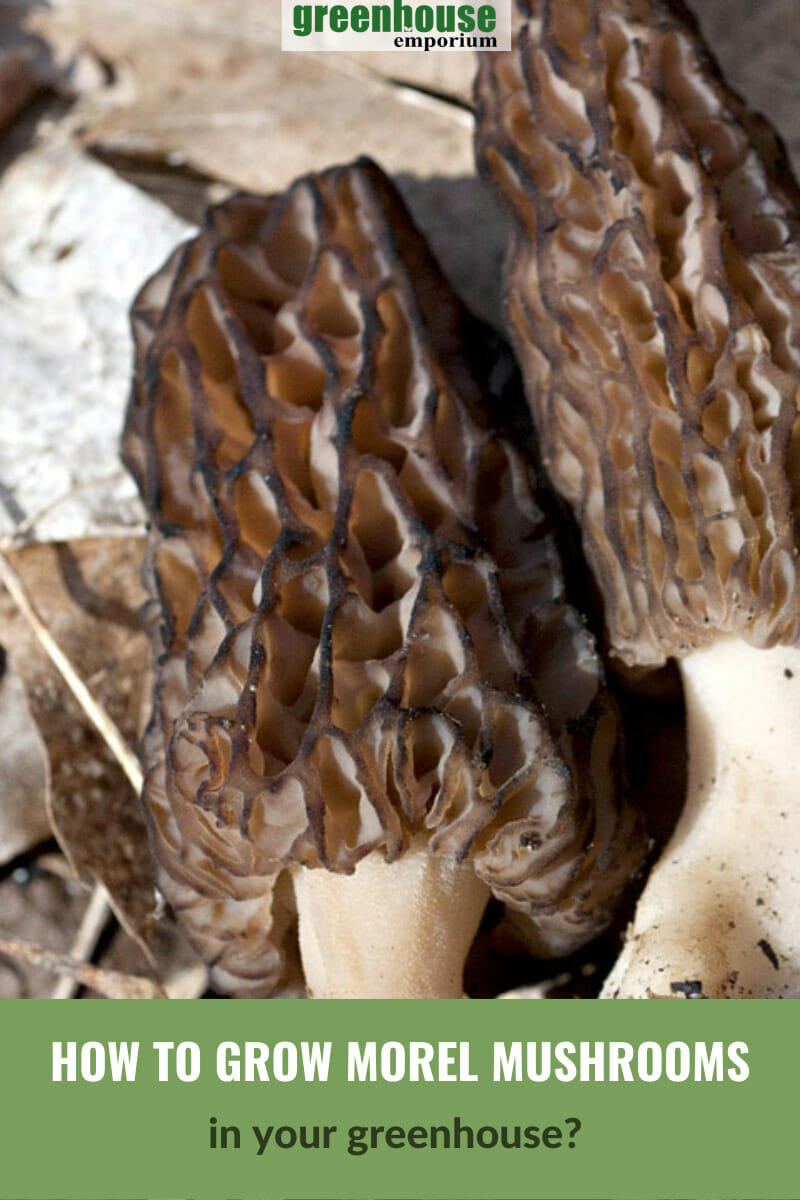 Closeup image of two morel mushrooms with text: How to grow morel mushroooms in your greenhouse?