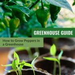 Green peppers and young pepper plant seedlings with the text: Greenhouse Guide - How to grow peppers in a greenhouse