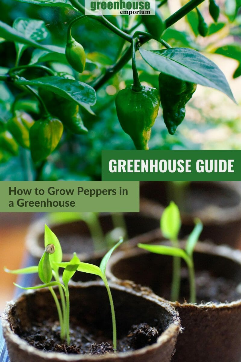 Green peppers and young pepper plant seedlings with the text: Greenhouse Guide - How to grow peppers in a greenhouse