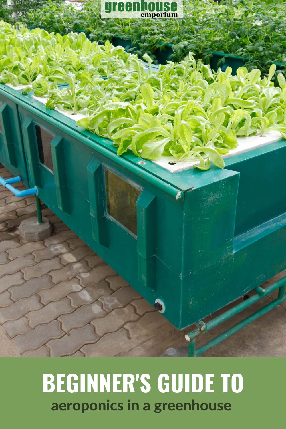 Big teal box with plants with the text: Beginner's Guide to aeroponics in a greenhouse