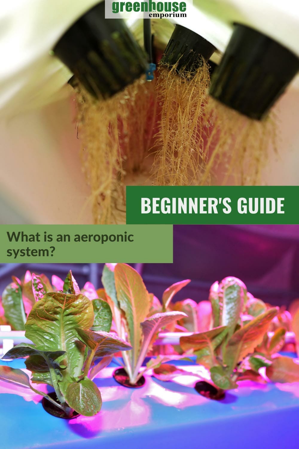 Pots with exposed roots in an aeroponic box and plants growing out of blue box with the text: Beginner's Guide - What are aeroponic systems?