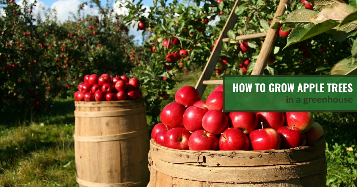 Apples in a barrel and apple trees with text: How To Grow Apple Trees in a Greenhouse?
