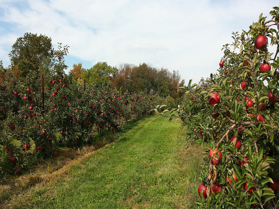 Growing apples in the home garden