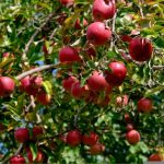 Red Apples in an Apple Tree with the text: How To Grow Apple Trees in a Greenhouse?