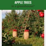 Field with Apple Trees in red apples with the text: How To Grow Apple Trees in a Greenhouse?