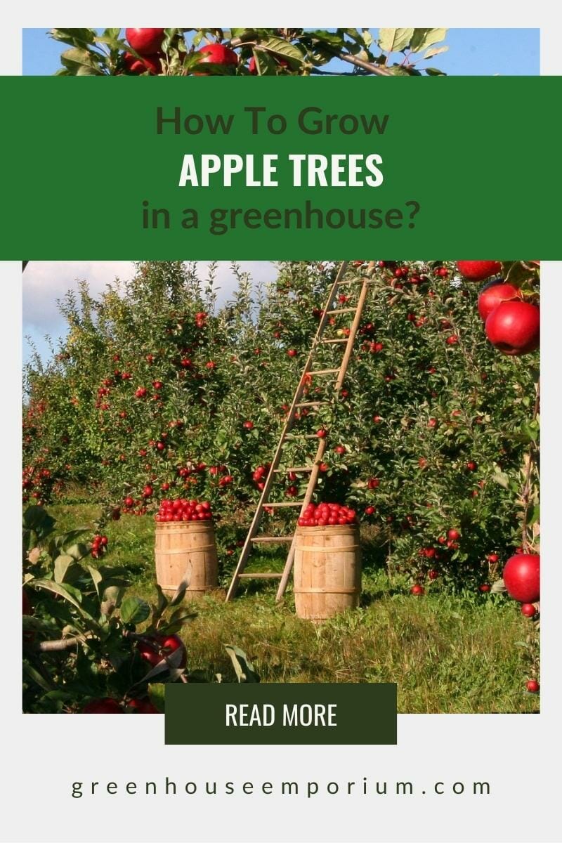 Field with Apple Trees in red apples with the text: How To Grow Apple Trees in a Greenhouse?