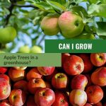 Green apple tree and red apples, with the text: Can I Grow Apple Trees in a Greenhouse?