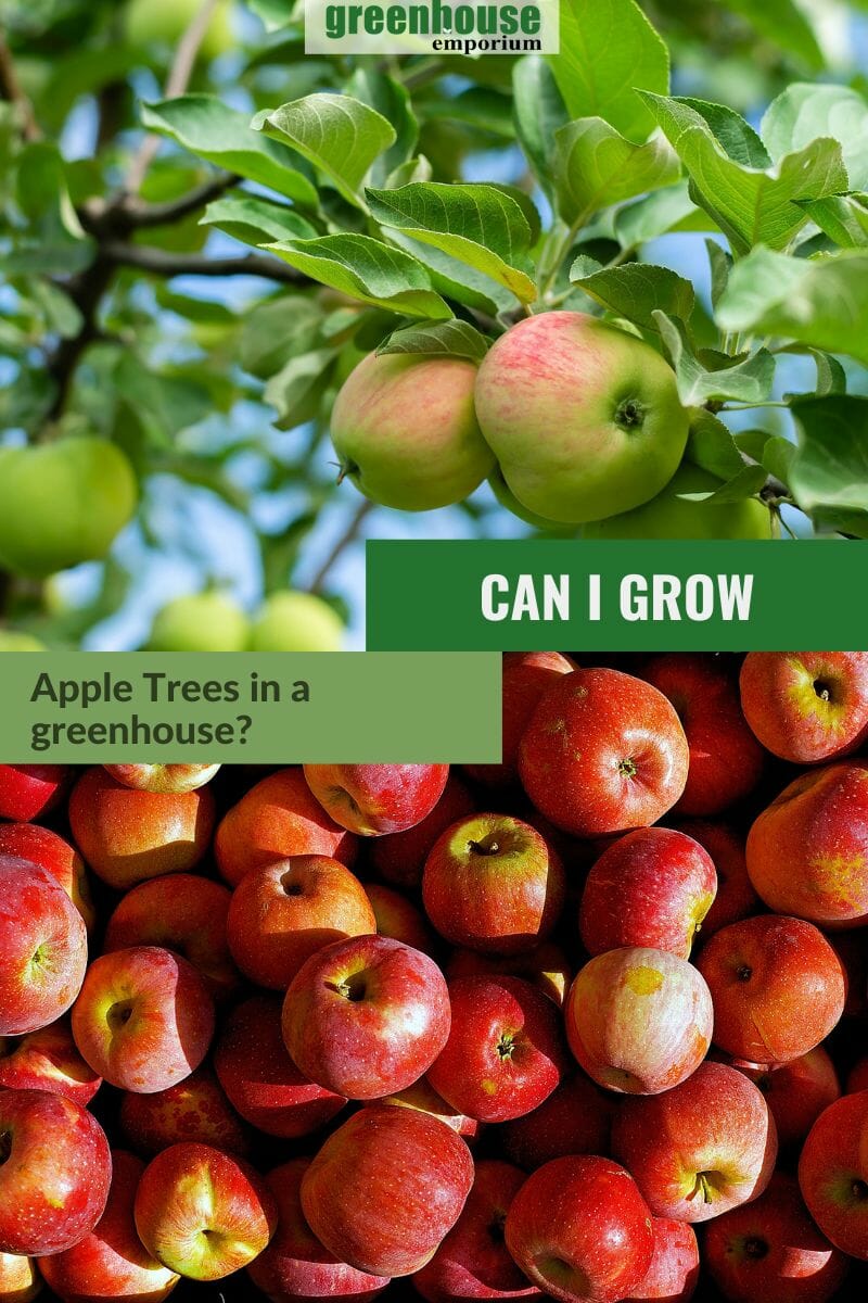 Green apple tree and red apples, with the text: Can I Grow Apple Trees in a Greenhouse?
