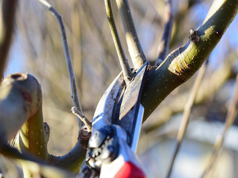 pruning a apple tree branch