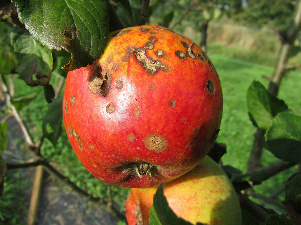 Red apple with apple scab (brown spots on fruit)