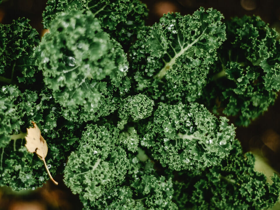 Green curly kale, closeup view of leaves with water droplets