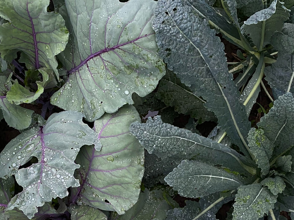 Closeup of tuscan and siberian kale leaves, some leaves showing insect damage