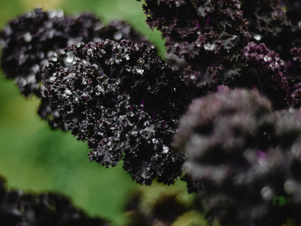 Purple curly kale, closeup view of leaves