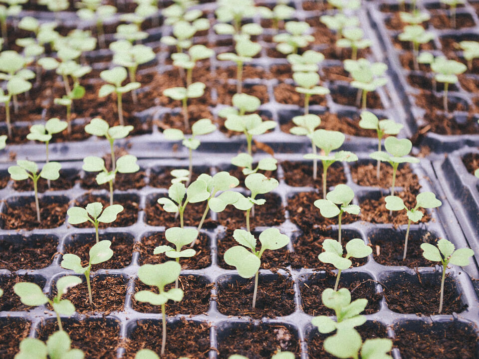 Kale seedlings in a greenhouse seed tray