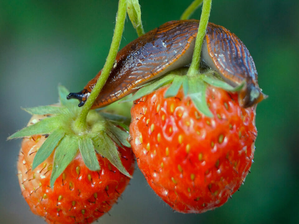 Slug on strawberry fruit