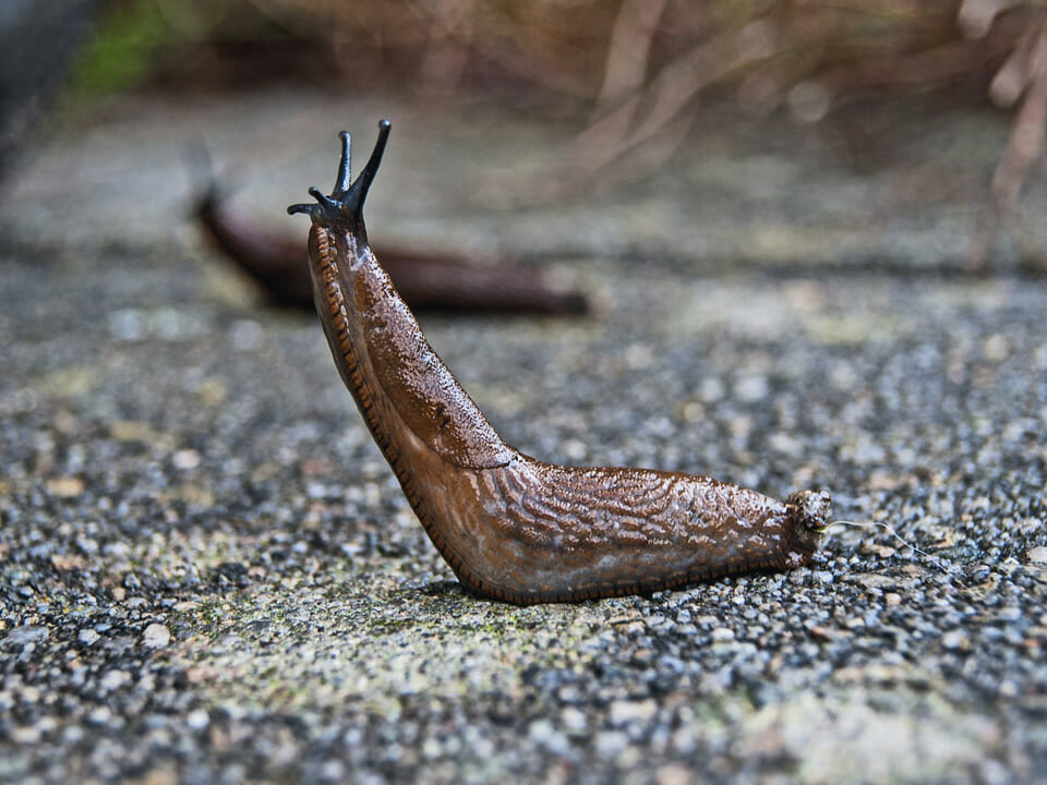 Slug on rough gravel surface