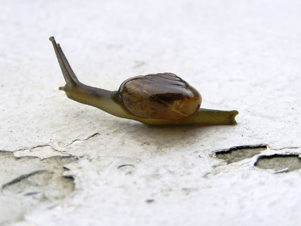 Snail with glossy brown shell on hard floor surface