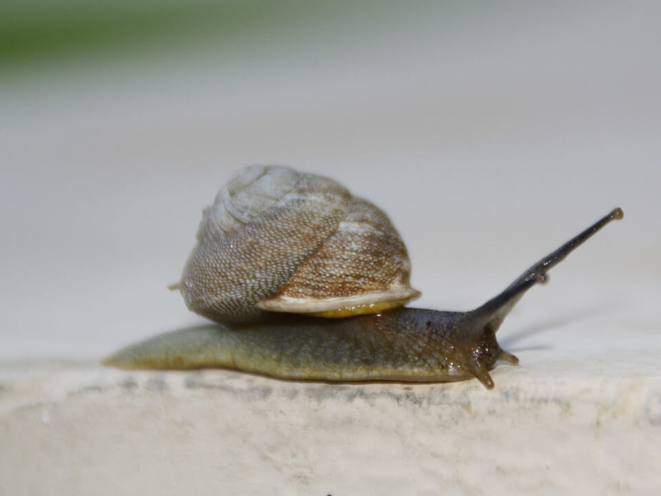 Snail on concrete surface