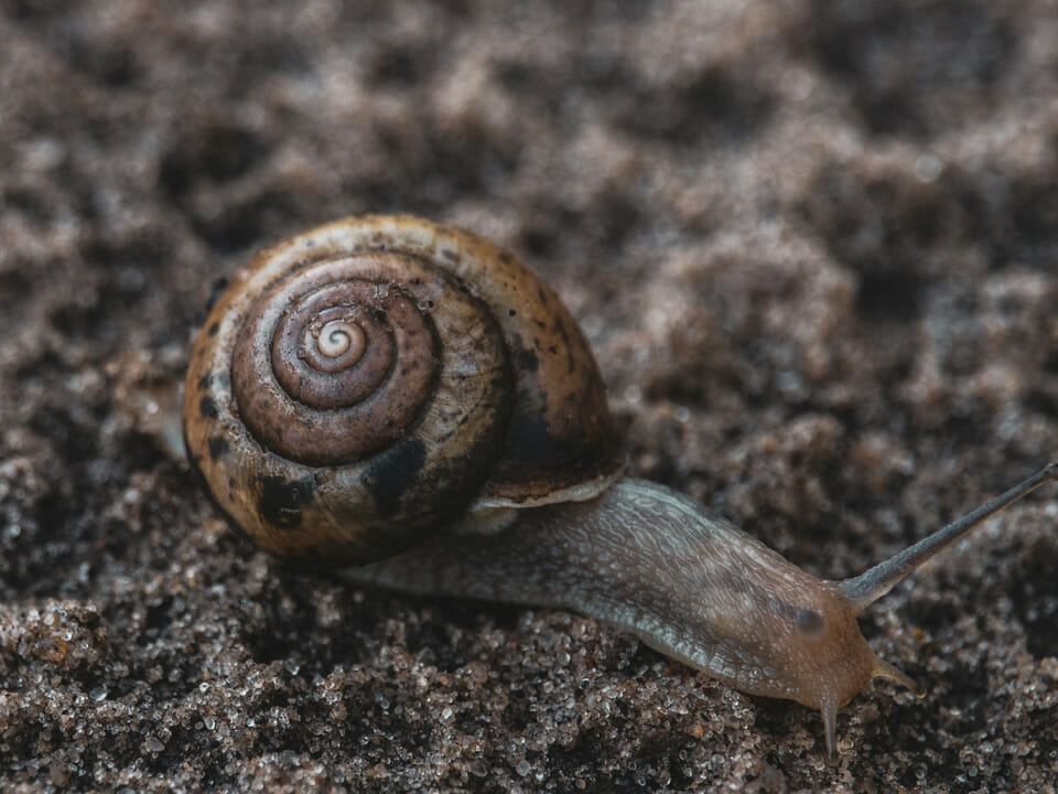 Snail on sandy surface