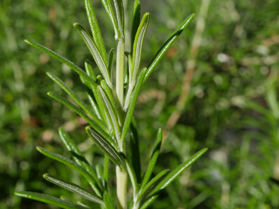 Rosemary plants can be an effective deterrent for snails and slugs