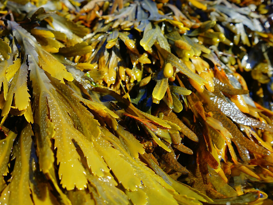 Seaweed mulch is salty and can dry out snails and slugs