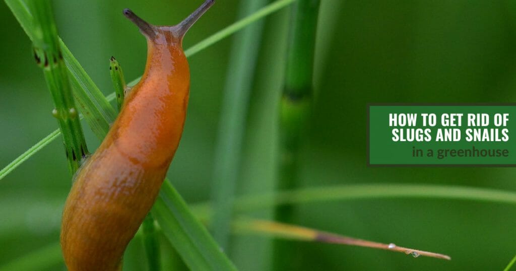 Slug on stems with text: How to Get Rid of Slugs and Snails in a greenhouse