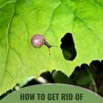 Snail near eaten hole on leaf with text: How to Get Rid of Snails and Slugs in a Greenhouse