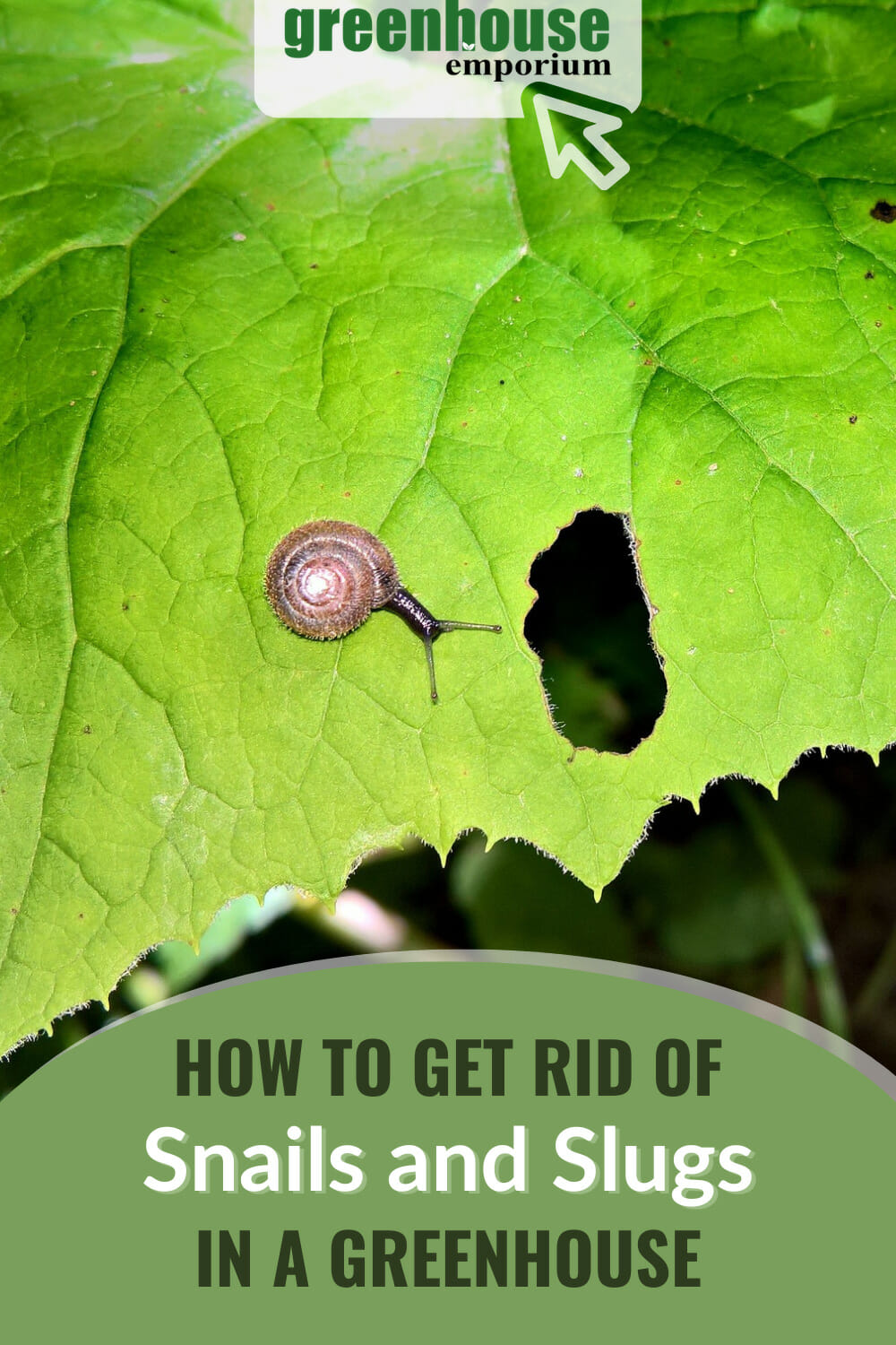 Slugs And Snails In A Greenhouse