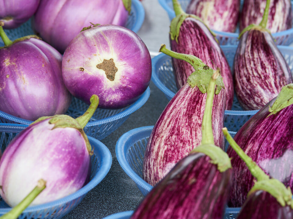 Multiple varieties of freshly picked purple eggplant in bowls