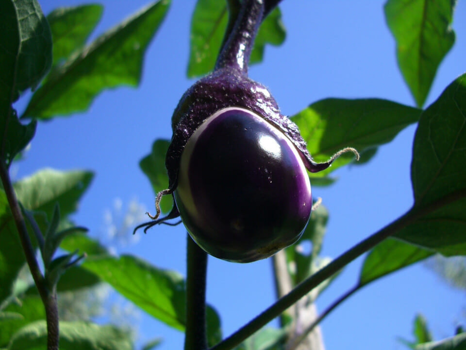 Italian eggplant on vine