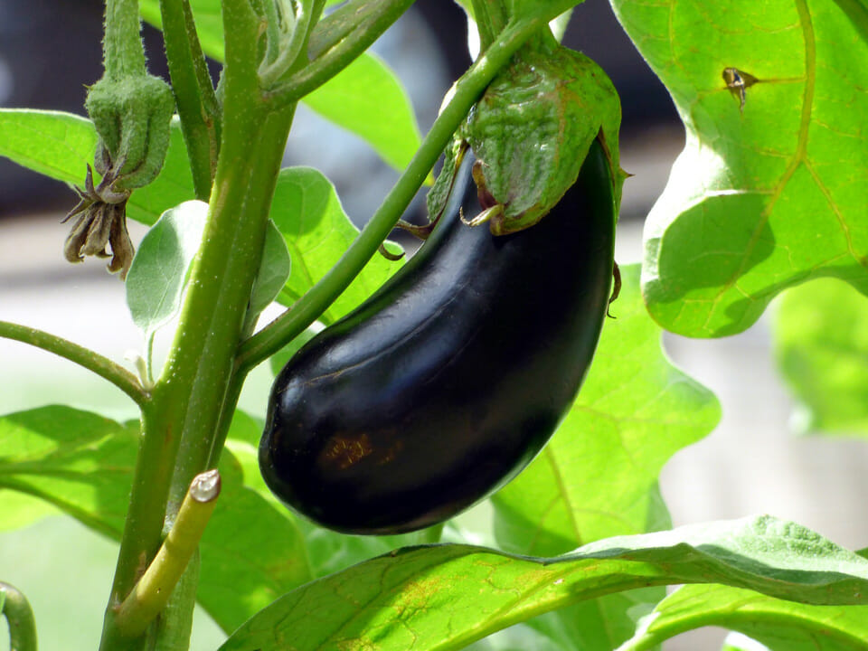 Globe eggplant growing on plant