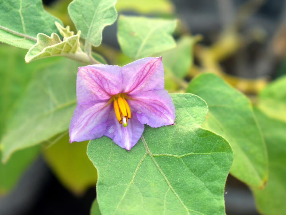 Eggplant leaves and flower with bright yellow stamens