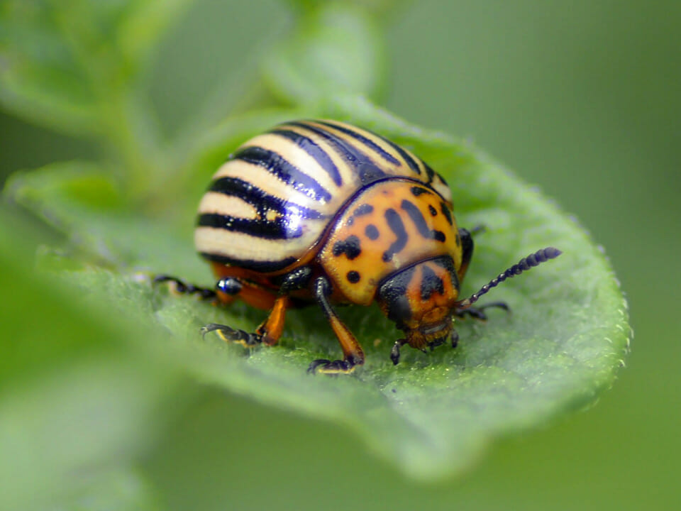 Potato beetle on leaf in greenhouse