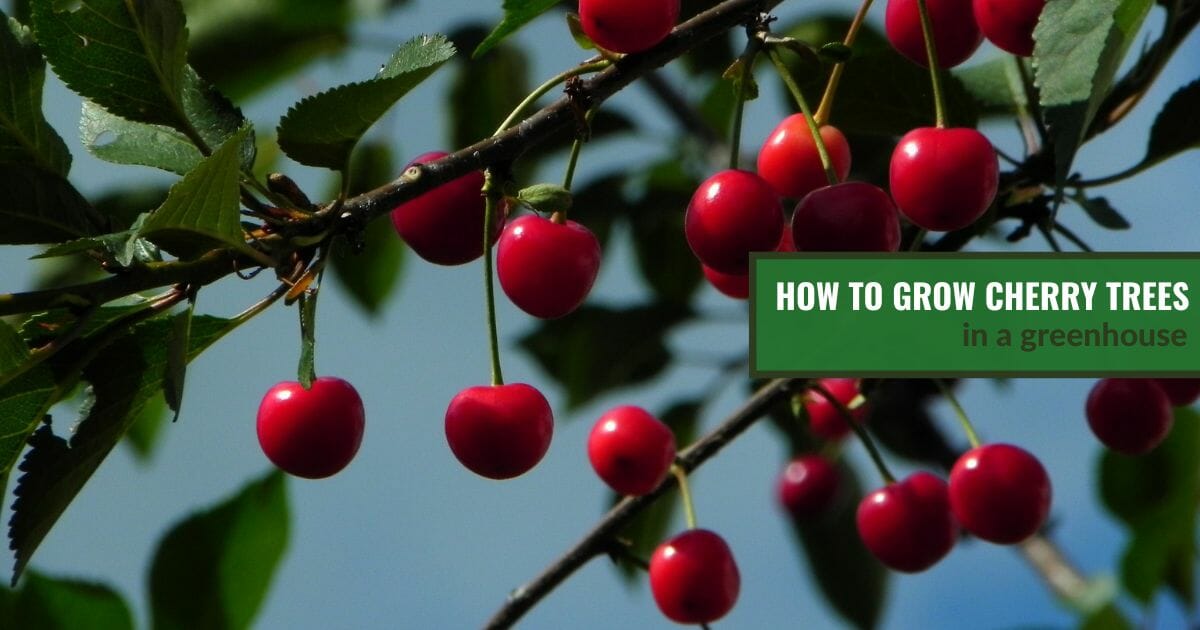 Cherries on a cherry tree with text: How to Grow Cherry Trees in a Greenhouse