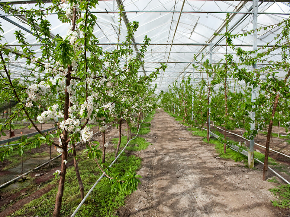 A row of cherry Trees blossoming in a greenhouse
