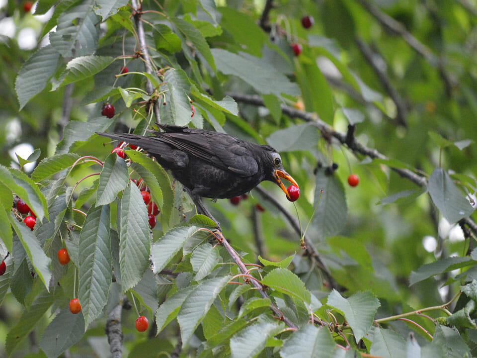 Bird picking up cherry fruit